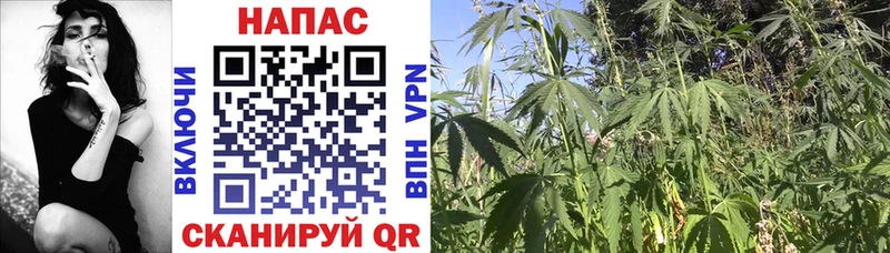 магазин    Камызяк  МАРИХУАНА Ganja 
